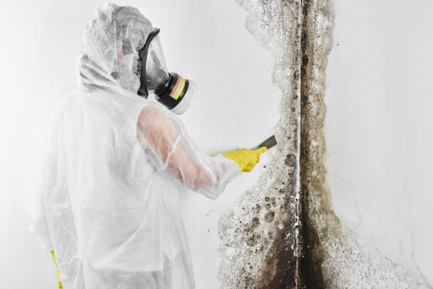 Best Biohazard Mold Removal  in Rolla, MO